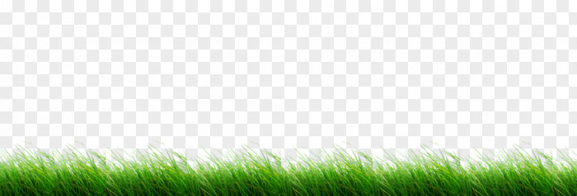 Lawn Grasses Meadow Sky PNG