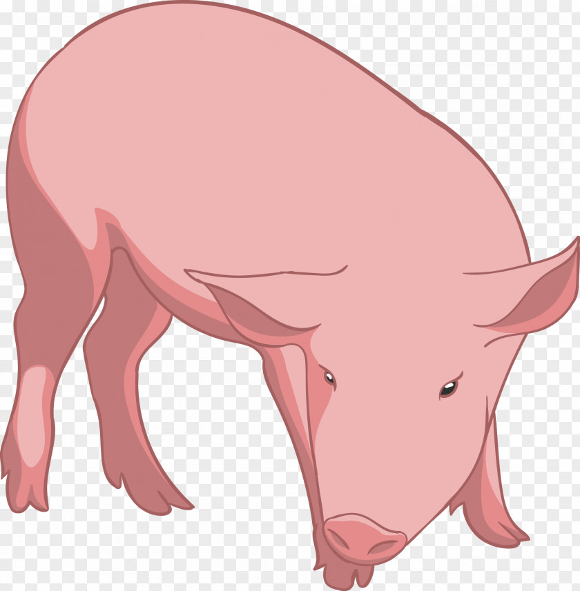 Pig Vector Domestic Euclidean Illustration PNG