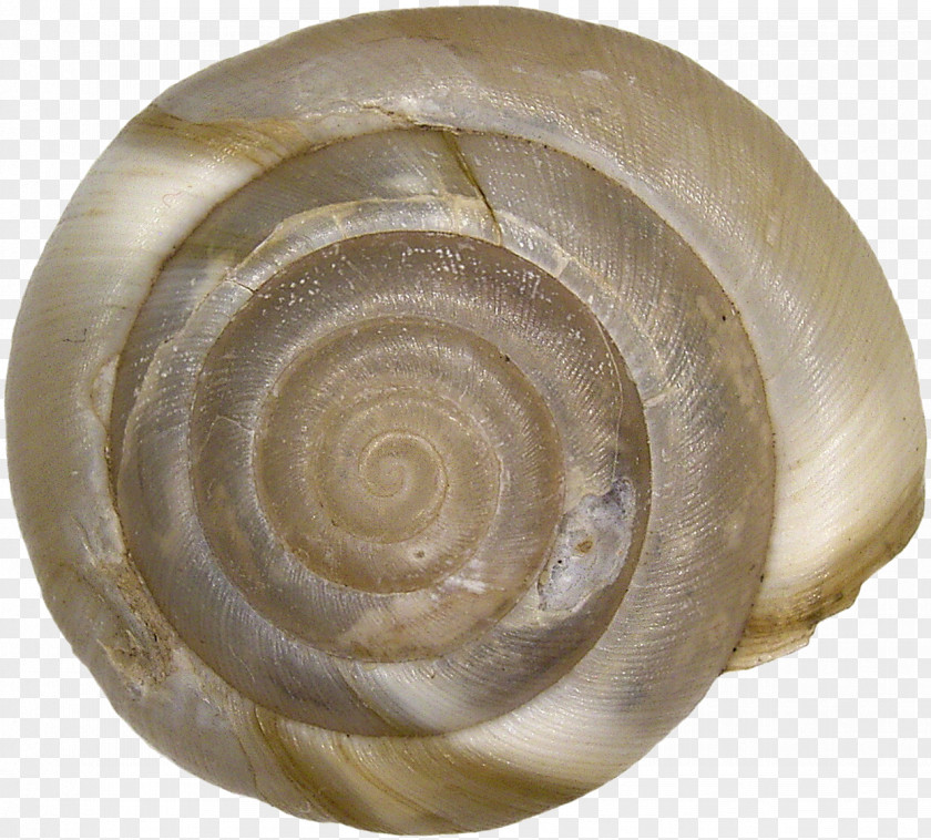Shell Seashell Clip Art PNG