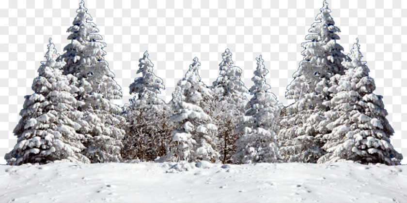 Snow Tree Christmas Fir Spruce PNG