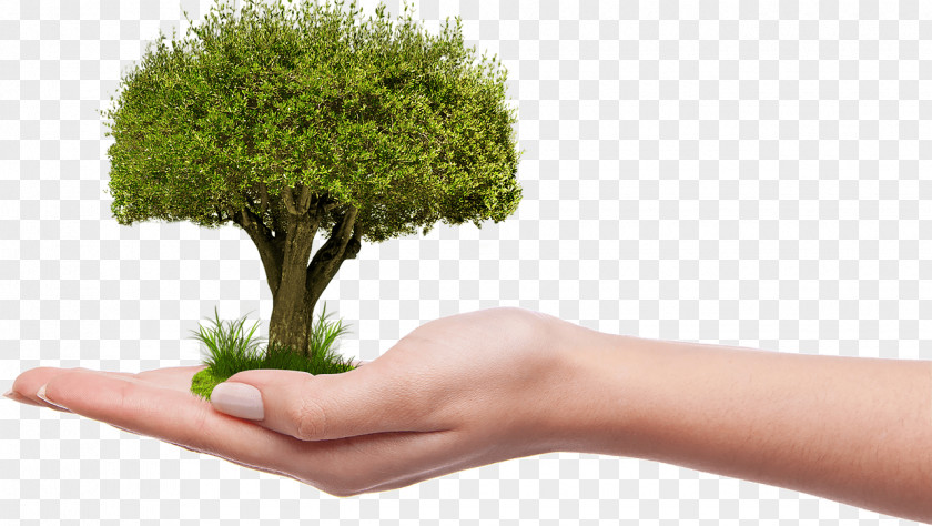 Tree On Hand PNG on Hand, green leafed tree person palm illustration clipart PNG