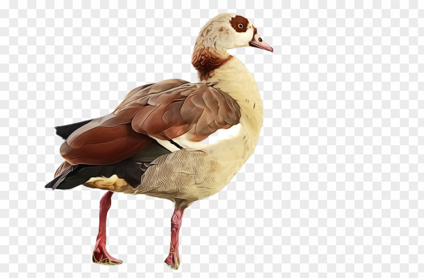 Wildlife Mallard Bird Duck Water Ducks, Geese And Swans Beak PNG