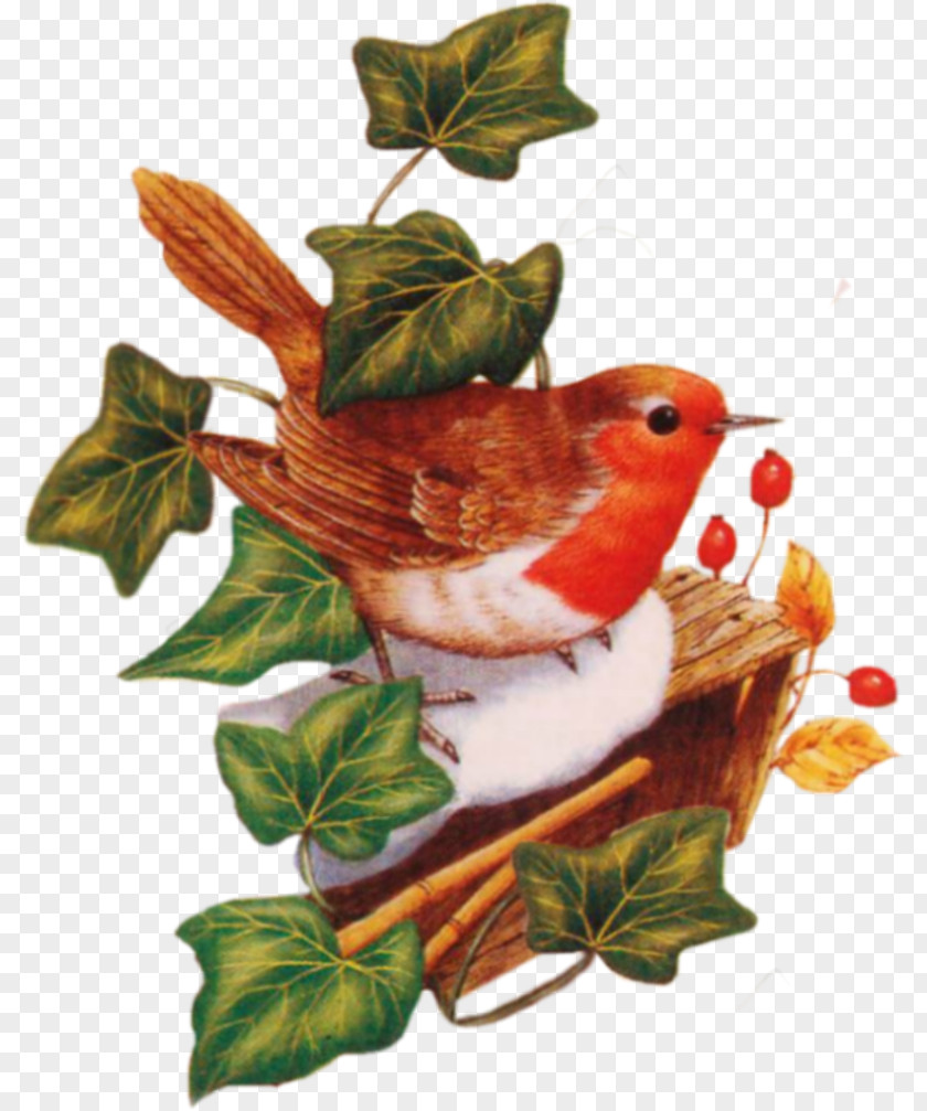 Bird Fauna Leaf PNG