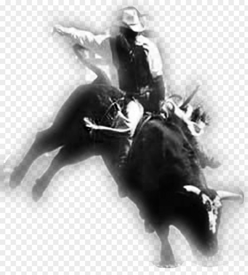 Bull Riding Rodeo Professional Riders Horse PNG