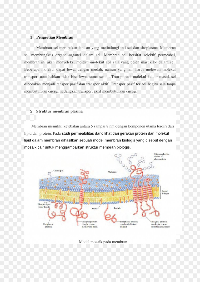 Line Trinity School Organism Fluid Mosaic Model PNG