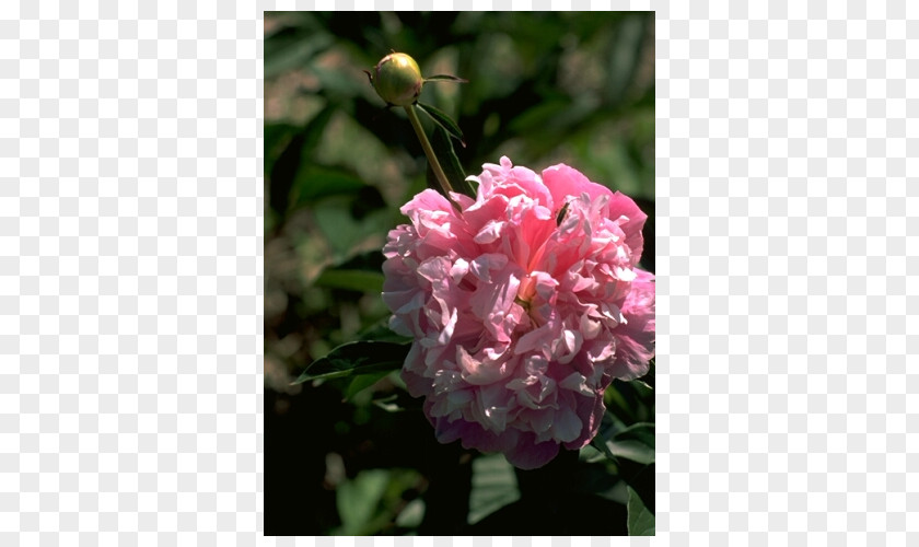 Peony Floribunda Pink M Herbaceous Plant Annual PNG