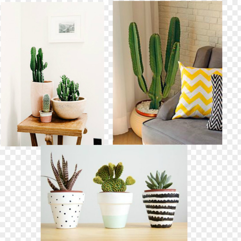 Plant Cactaceae Houseplant Cactus Garden Succulent Flowerpot PNG