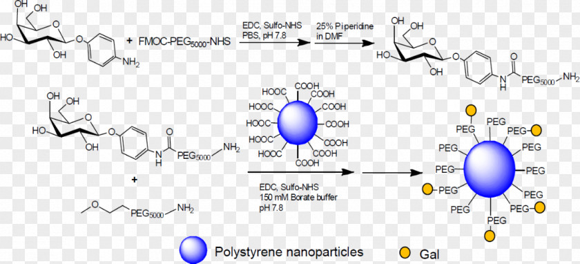 Technology PEGylation Polyethylene Glycol Carbohydrate Mannose PNG