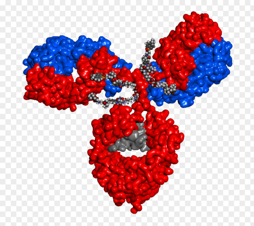 Drug Antibody-drug Conjugate Immunology Biologic Immune System PNG