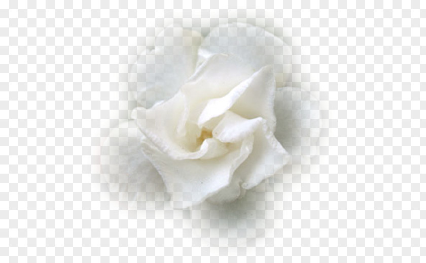 Flower .de White .net PNG