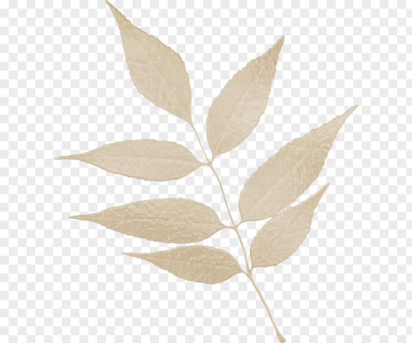 Leaf Home Page Clip Art PNG