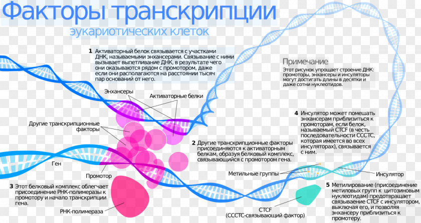 Transcription Factor General Molecular Biology Messenger RNA PNG