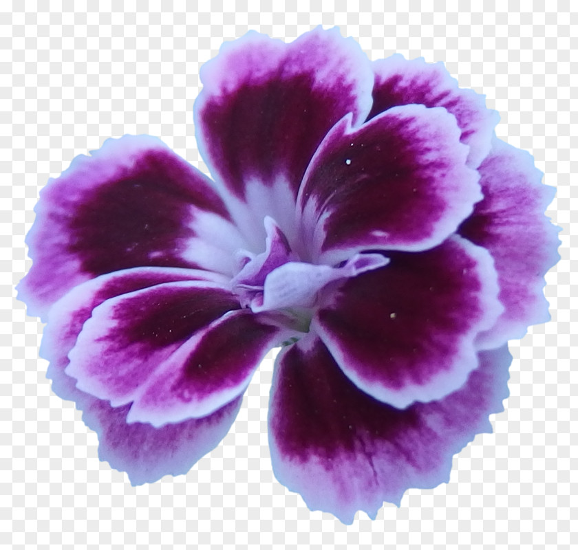 Vektor Flower Violet Purple Pink Lilac PNG