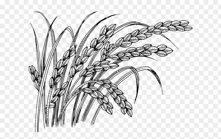 Wheat Oryza Sativa PNG