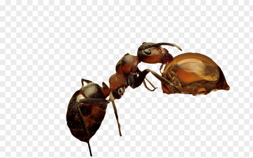 Ants In Love With Honey Insect Ant Nature Photography Wallpaper PNG
