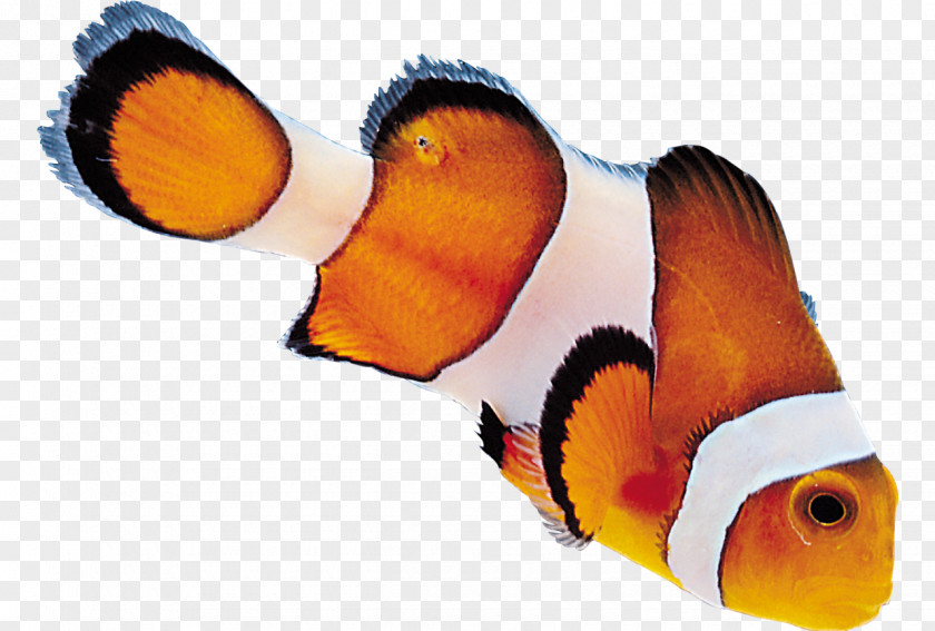 Aquriam 小丑魚 Desktop Wallpaper Clip Art PNG