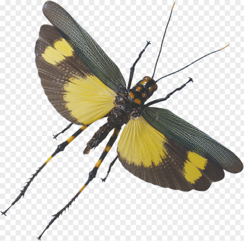 Grasshopper Brush-footed Butterflies Flight Moth Wing PNG