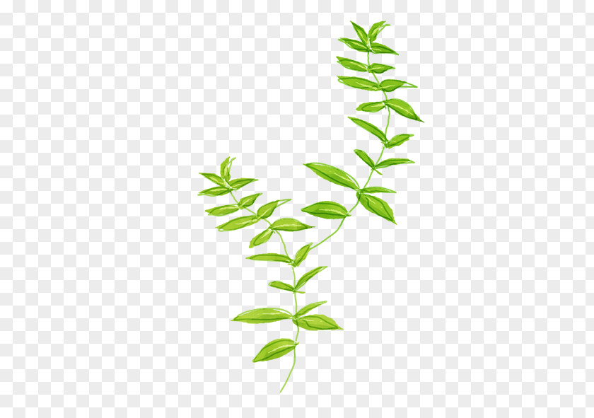 Green Leaves Pattern PNG