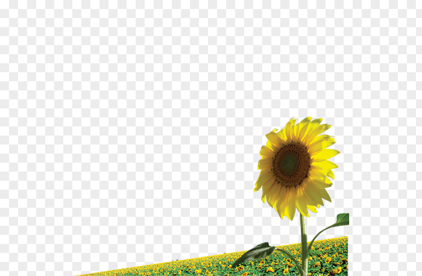 Outdoor Sunflower Meadow Common Illustration PNG