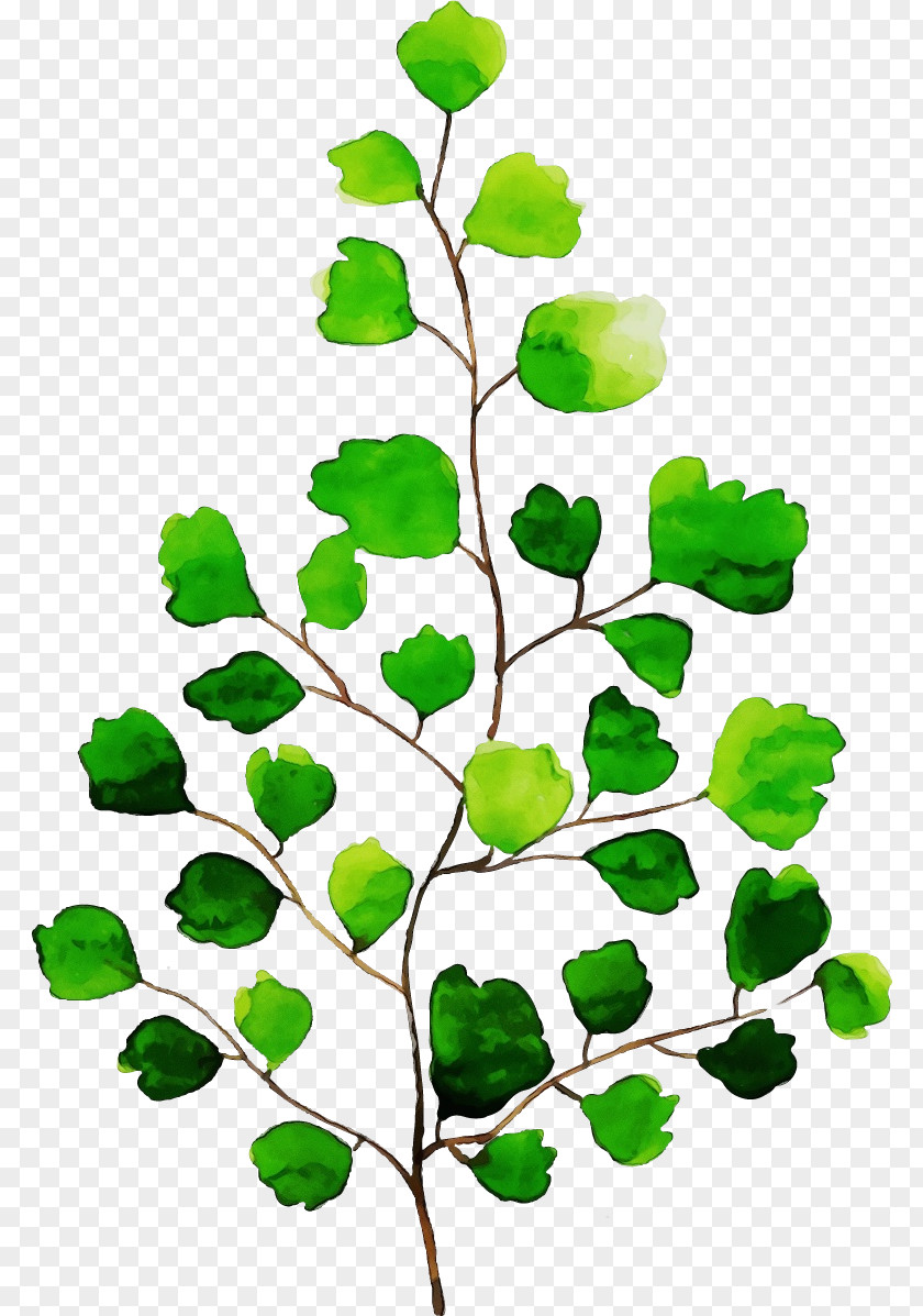Plant Stem Leaf Green Plants Science PNG