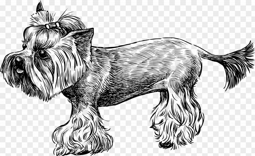 Yorkshire Terrier Cairn Sketch PNG