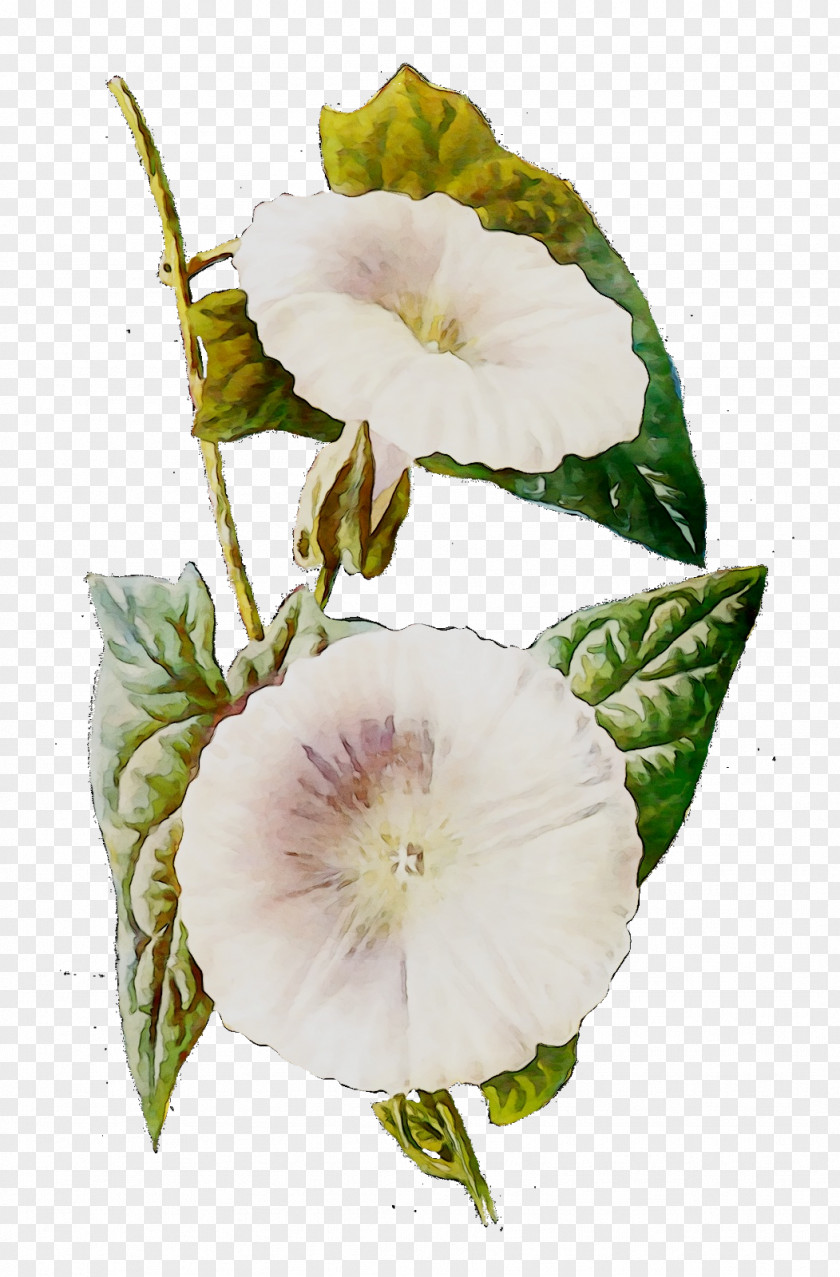 Field Bindweed Clip Art Stock Illustration Vector Graphics PNG