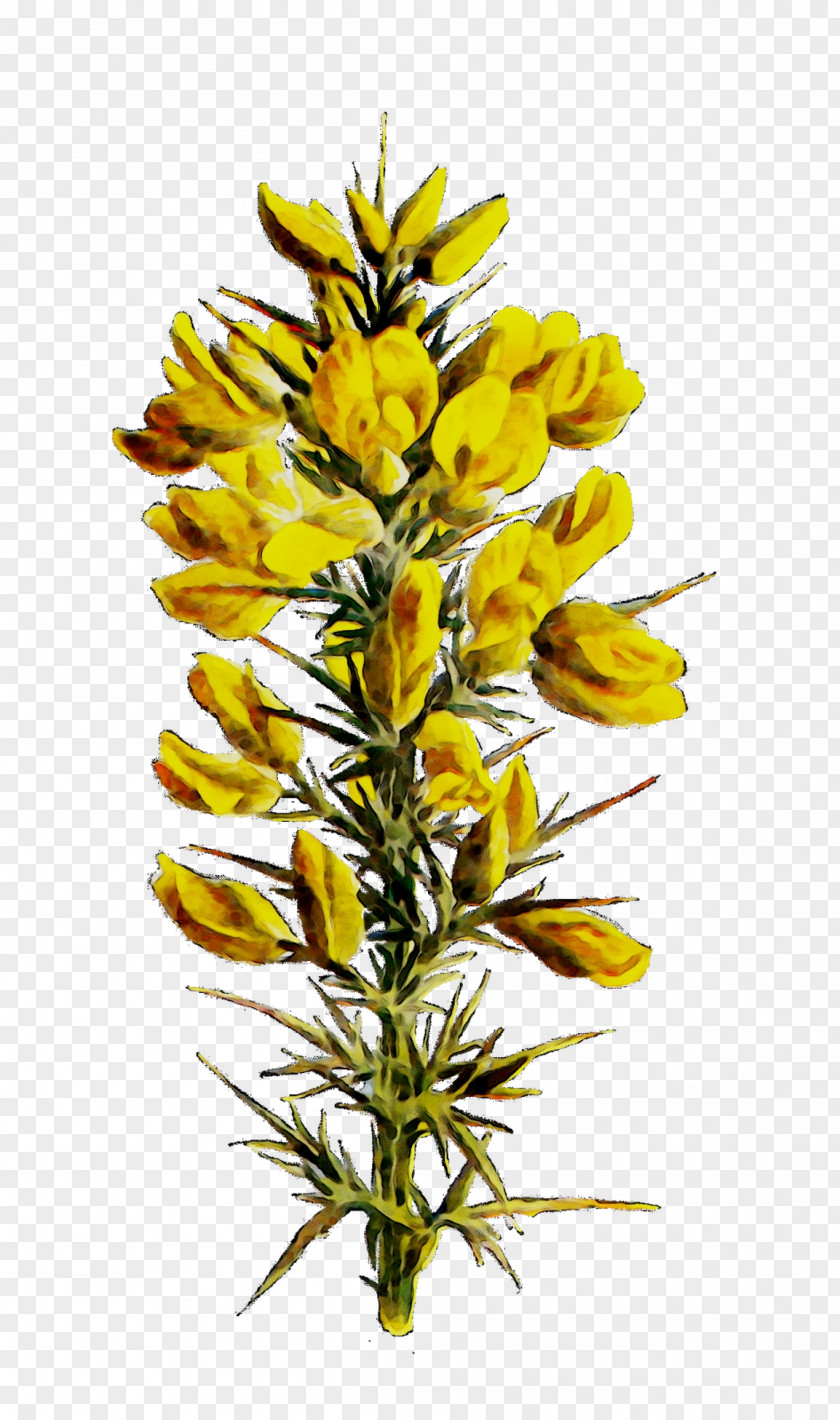 Flowering Plant Yellow Stem Plants PNG