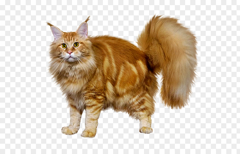 Hasky Maine Coon Norwegian Forest Cat Kurilian Bobtail Cymric Whiskers PNG