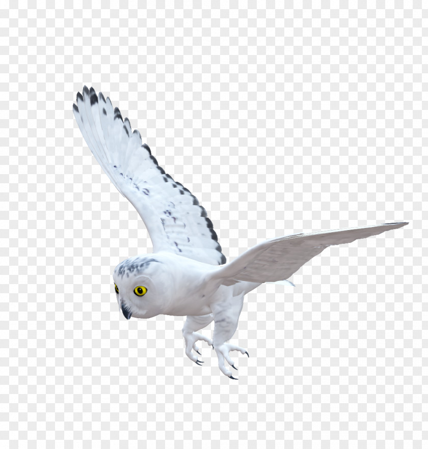 Owl Bird Of Prey Beak Fauna PNG