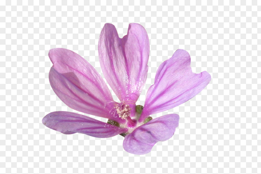 Petal Violet Pink Purple Flower PNG