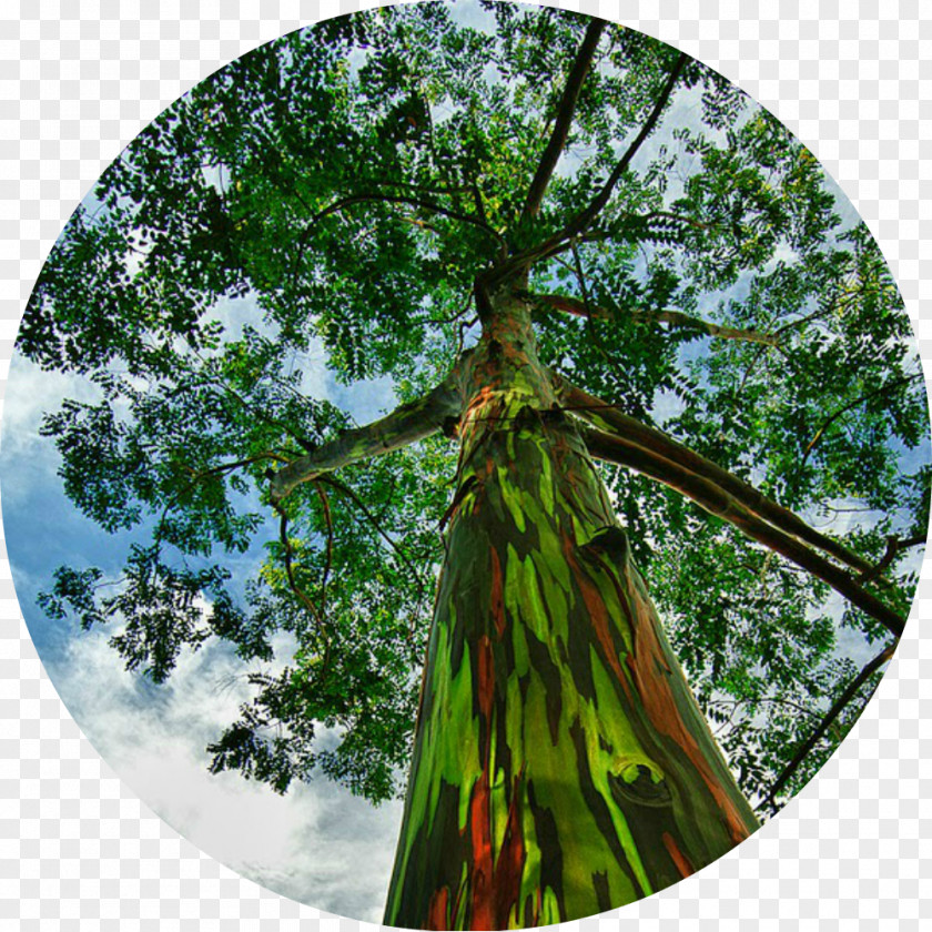 Tree Rainbow Eucalyptus Seed Camaldulensis Bark PNG