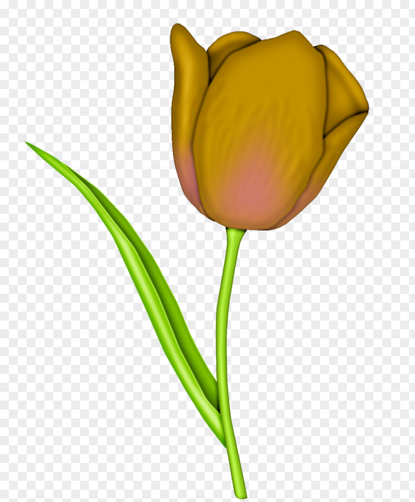 Tulip Flower Floral Design Clip Art Illustration PNG