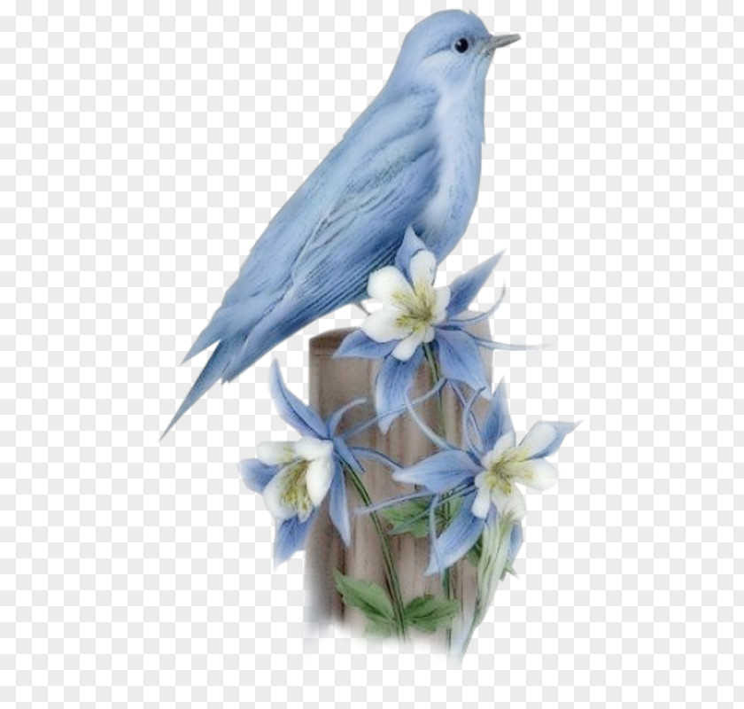Birds Hummingbird Bluebird Of Happiness PNG