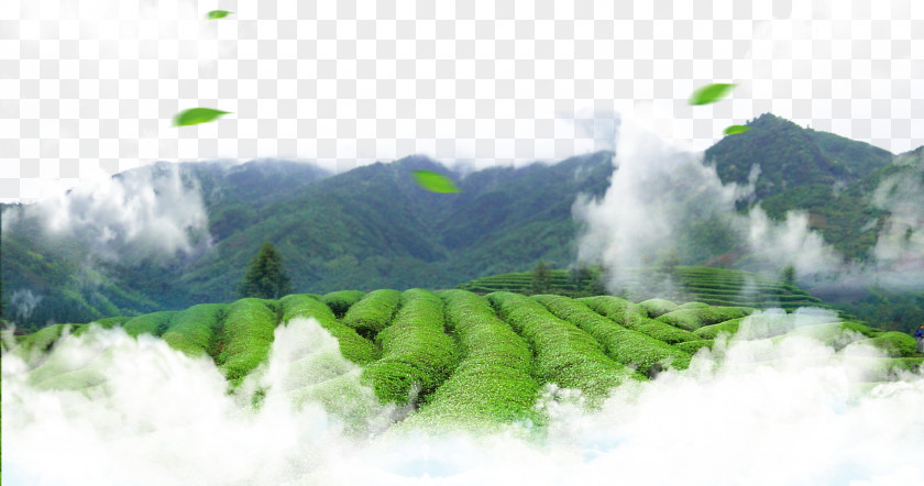 Green Tea Leaf Culture PNG