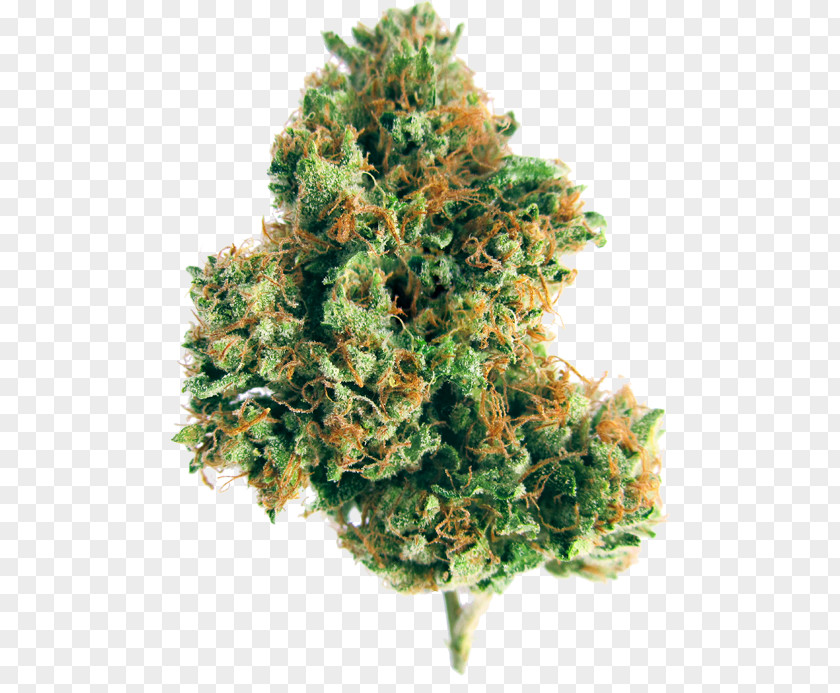 Indica Weed Nuggets Kush Medical Cannabis Herbicide Tetrahydrocannabinol PNG