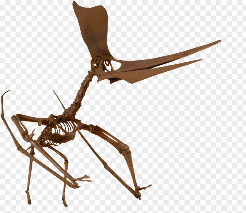 Price ARK: Survival Evolved Pteranodon Pterosaurs Niobrara Formation Fossil PNG