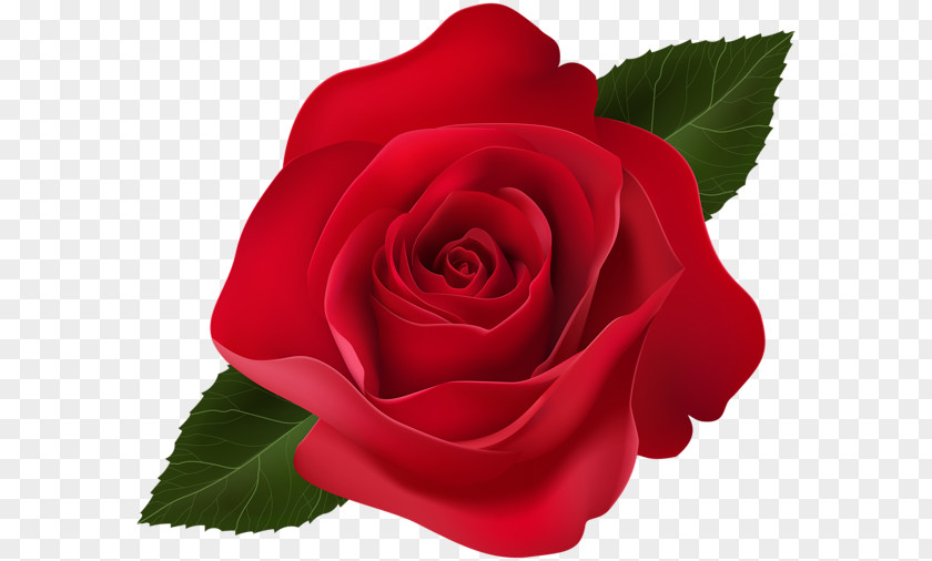 Red Rose Decorative Garden Roses Centifolia Clip Art PNG