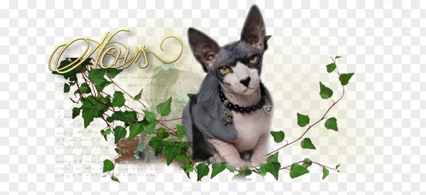 Sphinx Kittens Dog Breed Desktop Wallpaper Whiskers Snout PNG