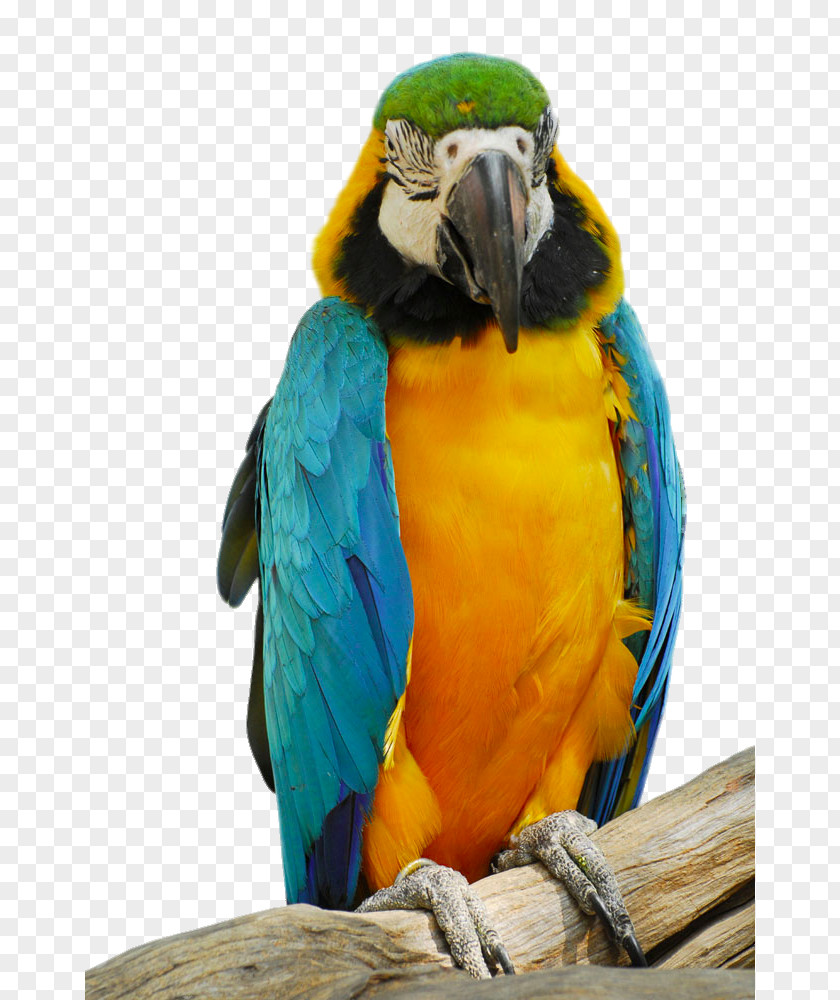 A Colorful Parrot Bird PNG