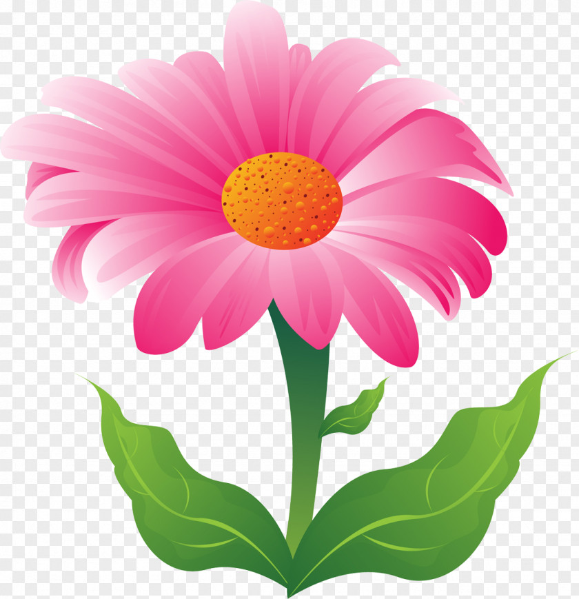 Camomile Flower Transvaal Daisy Clip Art PNG