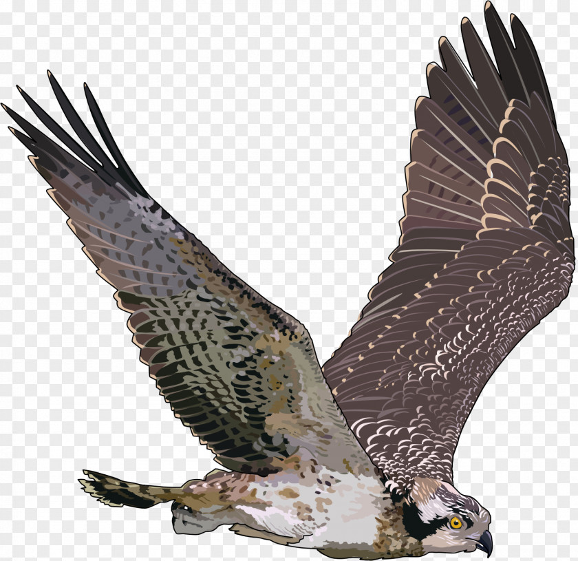 Falcon Bird Clip Art PNG
