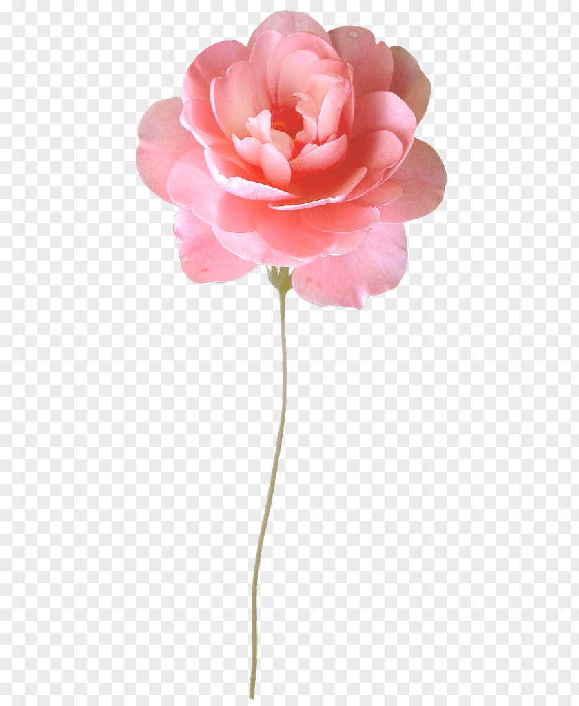 Flower Garden Roses Centifolia Desktop Wallpaper PNG