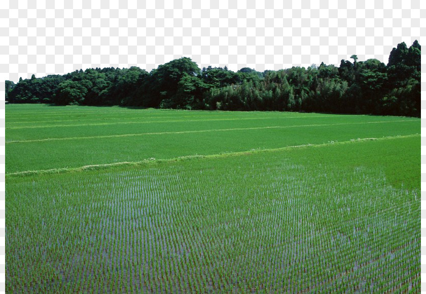 Green Rice Paddies Paddy Field Oryza Sativa Information PNG