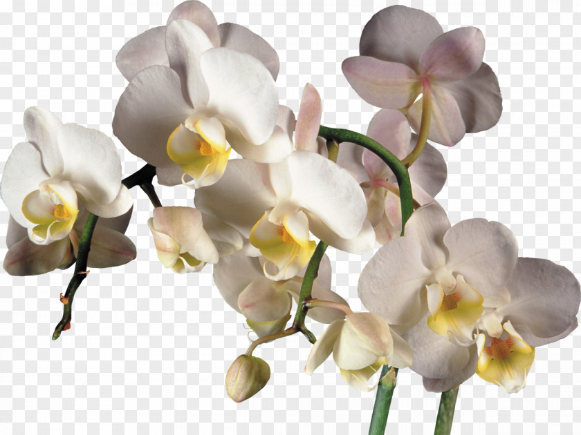 Orchid Orchids Clip Art PNG