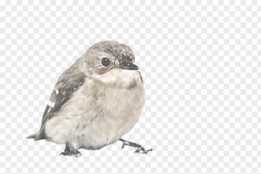 Sparrow Sand Martin Bird Beak Perching Junco PNG