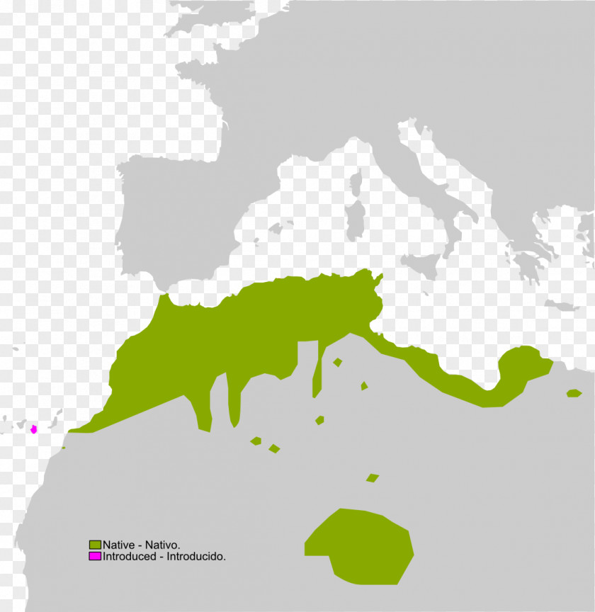 Business Mediterranean Sea FRANK GmbH Second World War Sahara Frog PNG