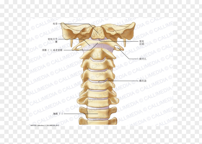 Cervical Vertebra Atlas Vertebrae Vertebral Column Anatomy Ligament PNG