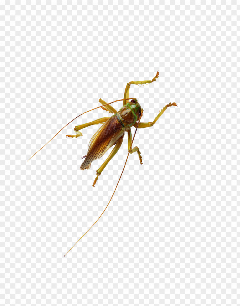 Cricket Beetle Cockroach Locust PNG