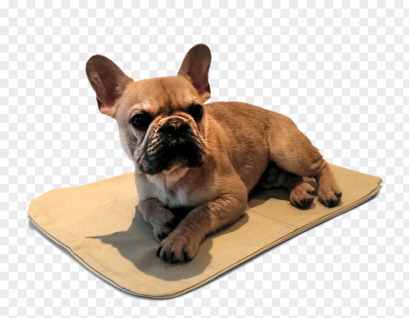 FRENCH BULLDOG French Bulldog Toy Puppy Fawn PNG
