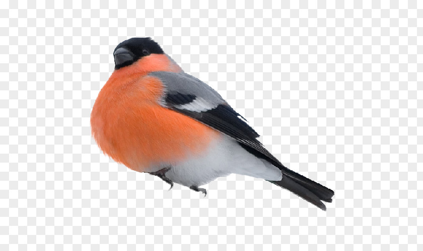 Macaw Bird Eurasian Bullfinch Presentation PNG